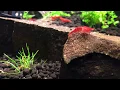 Shrimp molting problem White ring of death