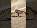 Download Lagu ave zaouli, zauli bird, dancing bird to woo the female.. #zaoulibird #birds #art #dance #ytshorts
