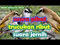 suara pikat burung kecil paling ampuh trucukan ribut suara jernih