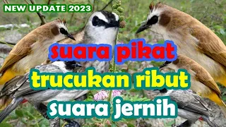 suara pikat burung kecil paling ampuh trucukan ribut suara jernih