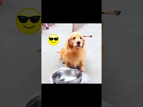 This Dog Saved His Owner From an Earthquake! 🐶😱❤️