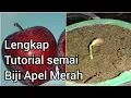 Download Lagu Cara menanam biji apel merah yang mudah