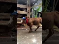 Download Lagu KOLEKSI SAPI IRFAN HAKIM YANG MINI #shorts  #artis #shortvideo #sapilucu #cow #sapijumbo #irfan