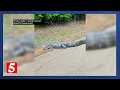 7-ft alligator spotted in Fayette County not uncommon according to wildlife experts