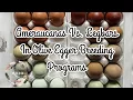 Ameraucanas vs Legbars in Olive Egger Programs With Visual Examples