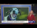 Give Linda from Sarasota a fur-ever home