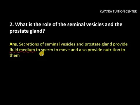 Download MP3 2. What is the role of the seminal vesicles and the prostate gland?