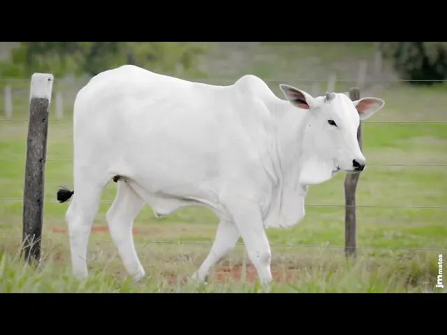 Novilha Nelore AFOM - 5457