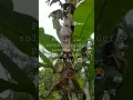 Download Lagu pisang candevis#pisang ambon#pisang