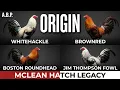The Evolution and Origin of Mclean Hatch Breed