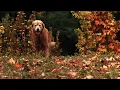 Download Lagu Homeward Bound Emotional Ending