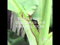 Download Lagu DEMI MASA