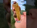 Download Lagu Jangan Sembarang Makan Sarang Madu‼️😱