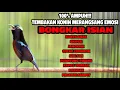 Lagu MASTERAN KONIN GACOR TONJOLAN MEWAH ISIAN PANJANG COCOK BUAT MATERI KOLIBRI NINJA BAHAN