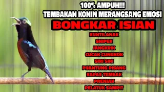 masteran konin gacor tonjolan mewah isian panjang cocok buat materi kolibri ninja bahan