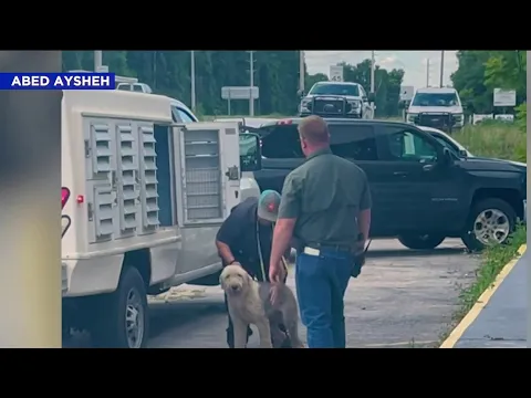 31 dogs seized from Marion County groomer breeder