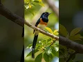 Download Lagu ✨ Burung Murai Batu yang Cantik Bernyanyi dengan Kicauan Tajam | Burung Menakjubkan.#shorts #muraibatu