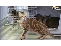 Rescued Bengal Cats Get The Life They Deserve