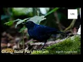 Download Lagu Masteran Dan Pancingan Ciung Batu Paruh Hitam
