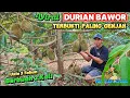 Download Lagu VIRAL‼️ TERBUKTI PALING GENJAH POHON DURIAN BAWOR USIA 3 TAHUN SUDAH BERBUAH LEBAT.
