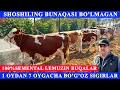 100% SEMENTAL, 100% LEMUZIN, BO'G'OZ SIGIR GUNJINLAR, LEMUZIN SEMENTAL BUQALAR, SOTUVDA