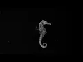 Gojira - The wild healer (l'enfant sauvage)