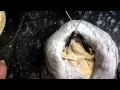 Taxidermy Tutorial Flying Waterfowl Wings