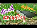 Download Lagu เสียงนกกวัก นกไก่นา ใหม่ล่าสุด