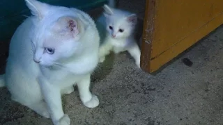 white cat with kittens walking on the third floor