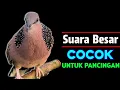 Download Lagu Suara Tekukur Gacor Terbaik 2025 Ampuh Untuk Pancingan Dan Pikat