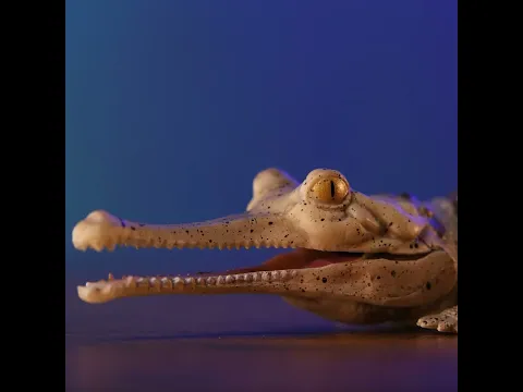 Gharial Crocodile Toys Build