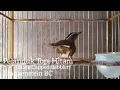 Download Lagu Pelanduk Topi Hitam (Black Capped Babbler) Belajar Bunyi