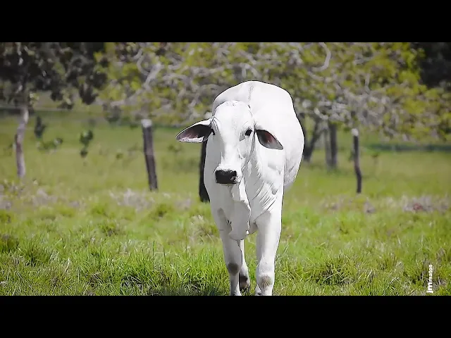 Novilha Nelore CLTN - 213