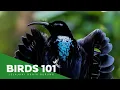 Download Lagu 30+ Burung Paling Langka dan TERANCAM PUNAH di Indonesia