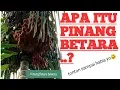 Download Lagu PINANG BETARA √BERIKUT PENJELASANYA