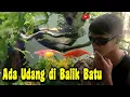 Lagu Ada udang di Balik Batu Gaes..