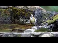 Download Lagu Whiskered yuhina (Yuhina flavicollis)