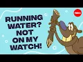 Why are beavers obsessed with dams - Glynnis Hood