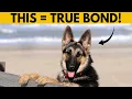 5 Signs Your German Shepherd Has Bonded with You Don t Ignore