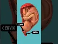 Download Lagu Signs of Labor (mucus plug?)
