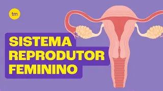 Sistema Reprodutor Feminino | Resumo Toda Matéria