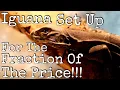 How To Set Up An Iguana In A Grow Tent