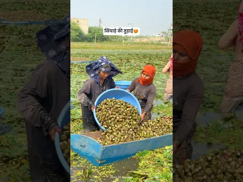 सिंघाड़े की तुड़ाई 😍#shorts #work #family #singhade #farming