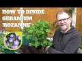 Download Lagu How to Divide and Grow Geranium 'Rozanne' | How to Propagate Hardy Geraniums (Cranesbill)