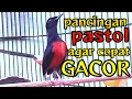 Download Lagu PANCINGAN MURAI PASTOL AGAR CEPAT BONGKAR MATERI