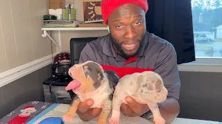 Merle American Bully Puppies Best Pups on YT