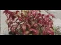 Download Lagu Polyphia | Memory (B-Roll Footage)