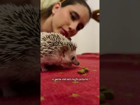 Como é a Rotina com um Sonic