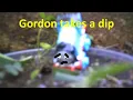 Lagu Minis Gordon takes a dip (RS US)