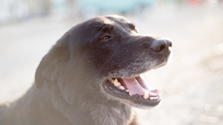 Champ’s Birthday – Baja or Bust 63